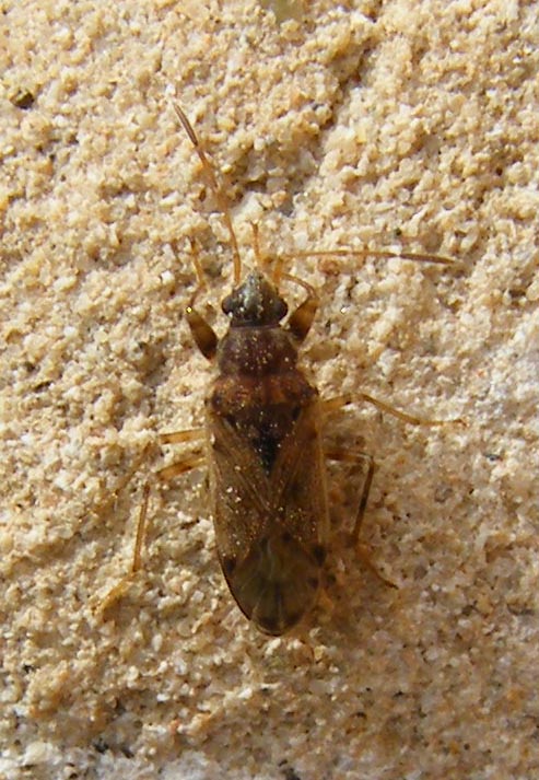 Lygaeidae: Remaudiereana annulipes